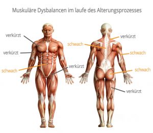 Zwei anatomische Darstellungen eines menschlichen Körpers zeigen die Muskulatur von vorne und hinten. Die Abbildung hebt bestimmte Muskelgruppen hervor und kennzeichnet sie mit Pfeilen und den Begriffen 'verkürzt' und 'schwach'. Die vorderen Oberschenkelmuskeln und Brustmuskeln sind als 'verkürzt' markiert, während die Bauchmuskeln und seitlichen Hüftmuskeln als 'schwach' bezeichnet werden. Auf der Rückseite sind die hinteren Oberschenkelmuskeln und Rückenmuskeln als 'verkürzt' gekennzeichnet, die Gesäßmuskeln und seitlichen Rückenmuskeln als 'schwach'. Oberhalb der Abbildungen steht der Titel 'Muskuläre Dysbalancen im laufe des Alterungsprozesses'.